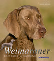 Weimaraner