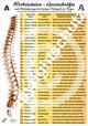 Wirbelsäulen-Geisteskräfte Übersichtskarte DIN A4